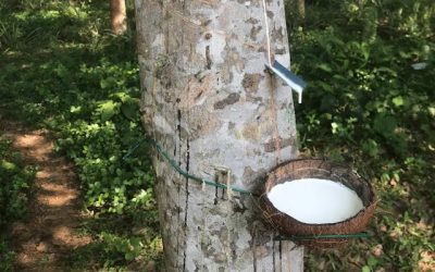 The Crying Tree
